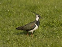 kievit  kievit in de Arkemheenpolder