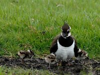 Vanellus vanellus 15, Kievit, Saxifraga-Piet Munsterman