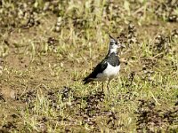 Vanellus vanellus 154, Kievit, adult, female, Saxifraga-Theo Verstrael