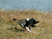 Vanellus vanellus 16, Kievit, Saxifraga-Piet Munsterman