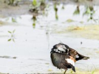 Vanellus vanellus 160, Kievit, adult, female, Saxifraga-Theo Verstrael