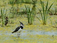Vanellus vanellus 161, Kievit, adult, female, Saxifraga-Theo Verstrael