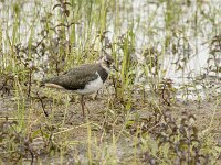 Vanellus vanellus 164, Kievit, juvenile, Saxifraga-Theo Verstrael