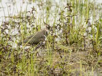 Vanellus vanellus 165, Kievit, juvenile, Saxifraga-Theo Verstrael