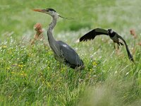 Vanellus vanellus 17, Kievit, Saxifraga-Piet Munsterman
