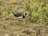 Vanellus vanellus 172, Kievit, juvenile, Saxifraga-Theo Verstrael