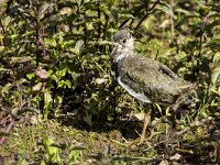 Vanellus vanellus 180, Kievit, juvenile, Saxifraga-Theo Verstrael