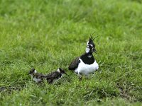 Vanellus vanellus 2, Kievit, Saxifraga-Piet Munsterman