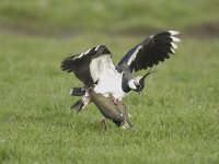 Vanellus vanellus 20, Kievit, Saxifraga-Piet Munsterman