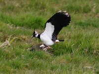Vanellus vanellus 22, Kievit, Saxifraga-Piet Munsterman
