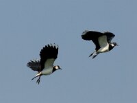 Vanellus vanellus 24, Kievit, display, Saxifraga-Piet Munsterman