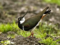 Vanellus vanellus 25, Kievit, display, Saxifraga-Piet Munsterman