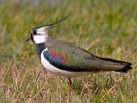 Vanellus vanellus  Kievit : Vanellus vanellus