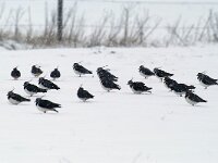 Vanellus vanellus 33, Kievit, Saxifraga-Piet Munsterman