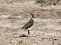 Vanellus vanellus 35, Kievit, juvenile, Saxifraga-Piet Munsterman