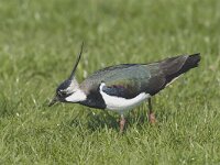 Vanellus vanellus 38, Kievit, male, Saxifraga-Piet Munsterman