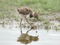 Vanellus vanellus 40, Kievit, Saxifraga-Piet Munsterman