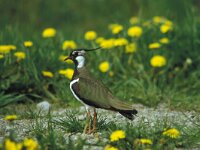 Vanellus vanellus 42, Kievit, Saxifraga-Janus Verkerk
