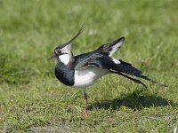 Vanellus vanellus 44, Kievit, Saxifraga-Piet Munsterman