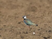 Vanellus vanellus 45, Kievit, Saxifraga-Martin Mollet