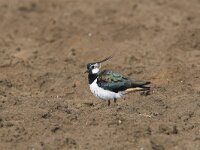 Vanellus vanellus 46, Kievit, Saxifraga-Martin Mollet