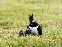 Vanellus vanellus 48, Kievit, Saxifraga-Piet Munsterman