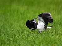 Kievit is verstoord  Een Kievit is verstoord van zn nest door een Friese eieren zoeker : aaisykerskaart, aaisykje, beschermd, biotoop, dier, ei, eieren, fauna, friesland, gras, kievit, natuur, natuurbeheer, natuurbeleid, traditie, vleugel, vlieg, vliegen, vogel, vogels, weidevogel, weiland, zoeken