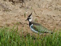 Kievit #02 : Vanellus Vanellus, Northern Lapwing, Kievit