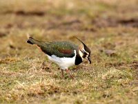Vanellus vanellus 63, Kievit, Saxifraga-Piet Munsterman