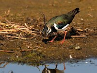 Vanellus vanellus 66, Kievit, Saxifraga-Piet Munsterman