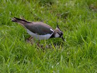 Kievit  Kievit in de Arkemheenpolder : Vanellus vanellus
