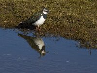 Vanellus vanellus 73, Kievit, Saxifraga-Jan Nijendijk
