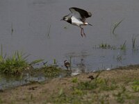 Vanellus vanellus 74, Kievit, Saxifraga-Jan Nijendijk