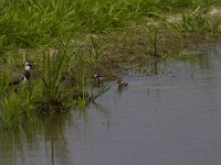 Vanellus vanellus 76, Kievit, Saxifraga-Jan Nijendijk
