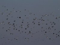 Vanellus vanellus 79, Kievit, Saxifraga-Jan Nijendijk