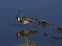 Vanellus vanellus 82, Kievit, Saxifraga-Jan Nijendijk