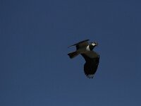 Vanellus vanellus 86, Kievit, Saxifraga-Dirk Hilbers