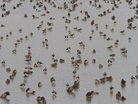 Vanellus vanellus 87, Kievit, Saxifrga-Jan Nijendijk