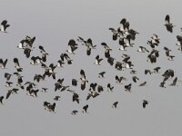 Vanellus vanellus 88, Kievit, Saxifrga-Jan Nijendijk