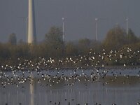 Vanellus vanellus 89, kievit, Saxifraga-Jan Nijendijk