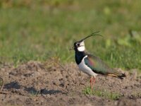 Vanellus vanellus 9, Kievit, Saxifraga-Luc Hoogenstein