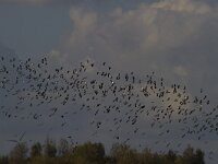 Vanellus vanellus 90, kievit, Saxifraga-Jan Nijendijk