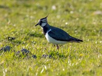 Vanellus vanellus 91, Kievit, Saxifraga-Bart Vastenhouw