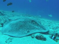 Dasyatis pastinaca 2, Pijlstaartrog, Saxifraga-Tom Heijnen