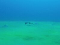 Dasyatis pastinaca 3, Pijlstaartrog, Saxifraga-Tom Heijnen