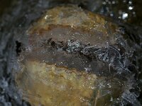 Cerastoderma edule 10, Kokkel, Saxifraga-Foto Fitis-Sytske Dijksen