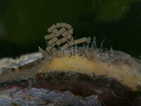 Cerastoderma edule 11, Kokkel, excrements, Saxifraga-Foto Fitis-Sytske Dijksen