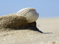 Cerastoderma edule 12, Kokkel, Saxifraga-Foto Fitis-Sytske Dijksen