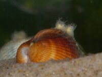 Cerastoderma edule 9, Kokkel, Saxifraga-Foto Fitis-Sytske Dijksen