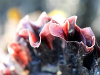 Crassostrea gigas 10, Japanse oester, detail, Saxifraga-Foto Fitis-Sytske Dijksen